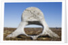 Whale Vertebrae on Tundra in Tusenoyane Archipelago by Anonymous