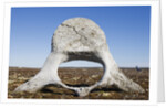 Whale Vertebrae on Tundra in Tusenoyane Archipelago by Anonymous
