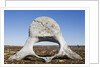 Whale Vertebrae on Tundra in Tusenoyane Archipelago by Anonymous