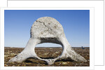 Whale Vertebrae on Tundra in Tusenoyane Archipelago by Anonymous