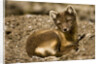 Arctic Fox Resting on Edgeoya Island by Anonymous