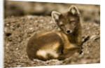 Arctic Fox Resting on Edgeoya Island by Anonymous
