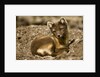 Arctic Fox Resting on Edgeoya Island by Anonymous