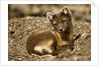 Arctic Fox Resting on Edgeoya Island by Anonymous