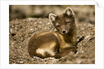 Arctic Fox Resting on Edgeoya Island by Anonymous
