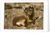 Arctic Fox Resting on Edgeoya Island by Anonymous