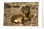 Arctic Fox Resting on Edgeoya Island by Anonymous