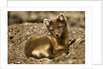 Arctic Fox Resting on Edgeoya Island by Anonymous
