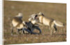 Arctic Fox Kits Playing on Tundra on Edgeoya Island by Anonymous