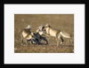 Arctic Fox Kits Playing on Tundra on Edgeoya Island by Anonymous