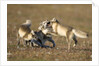 Arctic Fox Kits Playing on Tundra on Edgeoya Island by Anonymous