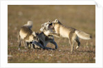Arctic Fox Kits Playing on Tundra on Edgeoya Island by Anonymous