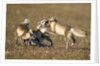 Arctic Fox Kits Playing on Tundra on Edgeoya Island by Anonymous