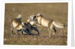 Arctic Fox Kits Playing on Tundra on Edgeoya Island by Anonymous