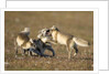 Arctic Fox Kits Playing on Tundra on Edgeoya Island by Anonymous