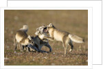 Arctic Fox Kits Playing on Tundra on Edgeoya Island by Anonymous