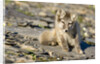 Arctic Fox Kit on Rocky Hillside on Edgeoya Island by Anonymous