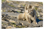 Arctic Fox Kit on Rocky Hillside on Edgeoya Island by Anonymous