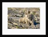 Arctic Fox Kit on Rocky Hillside on Edgeoya Island by Anonymous