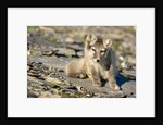 Arctic Fox Kit on Rocky Hillside on Edgeoya Island by Anonymous