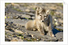 Arctic Fox Kit on Rocky Hillside on Edgeoya Island by Anonymous