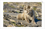 Arctic Fox Kit on Rocky Hillside on Edgeoya Island by Anonymous