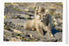 Arctic Fox Kit on Rocky Hillside on Edgeoya Island by Anonymous