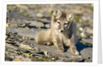 Arctic Fox Kit on Rocky Hillside on Edgeoya Island by Anonymous