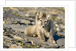 Arctic Fox Kit on Rocky Hillside on Edgeoya Island by Anonymous
