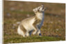 Arctic Fox Kit Playing on Tundra on Edgeoya Island by Anonymous