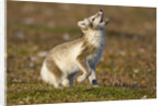 Arctic Fox Kit Playing on Tundra on Edgeoya Island by Anonymous