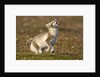 Arctic Fox Kit Playing on Tundra on Edgeoya Island by Anonymous