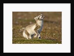 Arctic Fox Kit Playing on Tundra on Edgeoya Island by Anonymous