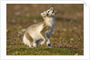 Arctic Fox Kit Playing on Tundra on Edgeoya Island by Anonymous