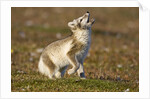 Arctic Fox Kit Playing on Tundra on Edgeoya Island by Anonymous