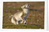 Arctic Fox Kit Playing on Tundra on Edgeoya Island by Anonymous