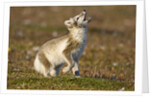 Arctic Fox Kit Playing on Tundra on Edgeoya Island by Anonymous