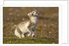 Arctic Fox Kit Playing on Tundra on Edgeoya Island by Anonymous