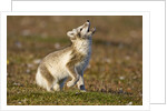 Arctic Fox Kit Playing on Tundra on Edgeoya Island by Anonymous