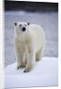 Polar Bear on Iceberg at Svalbard on Summer Evening by Anonymous