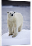 Polar Bear on Iceberg at Svalbard on Summer Evening by Anonymous