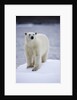 Polar Bear on Iceberg at Svalbard on Summer Evening by Anonymous