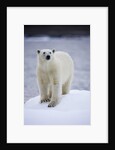 Polar Bear on Iceberg at Svalbard on Summer Evening by Anonymous