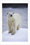 Polar Bear on Iceberg at Svalbard on Summer Evening by Anonymous