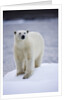 Polar Bear on Iceberg at Svalbard on Summer Evening by Anonymous