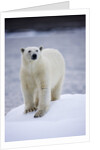 Polar Bear on Iceberg at Svalbard on Summer Evening by Anonymous