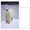 Polar Bear on Iceberg at Svalbard on Summer Evening by Anonymous
