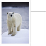 Polar Bear on Iceberg at Svalbard on Summer Evening by Anonymous