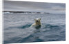 Swimming Polar Bear at Half Moon Island in Svalbard by Anonymous