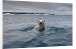 Swimming Polar Bear at Half Moon Island in Svalbard by Anonymous